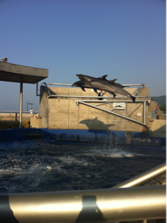 image-20110725145014.png